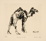 
Young Camel