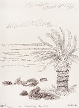 
An Interesting Palm Tree - Kawai - 2/14/98 (94)