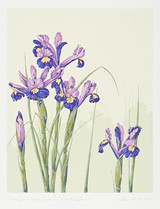 
Dutch Iris