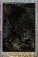 
Zebras (in Black and Gold)