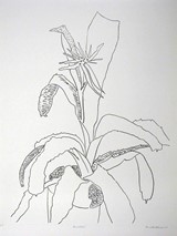
Bromeliad 1