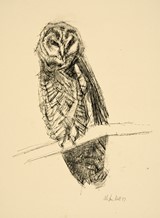 
Owl