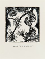 
Jack Pine Branch