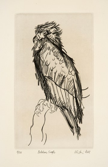 Bateleur Eagle