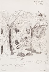 
Umbrella Tree, Orca Palm - Kawai (83)